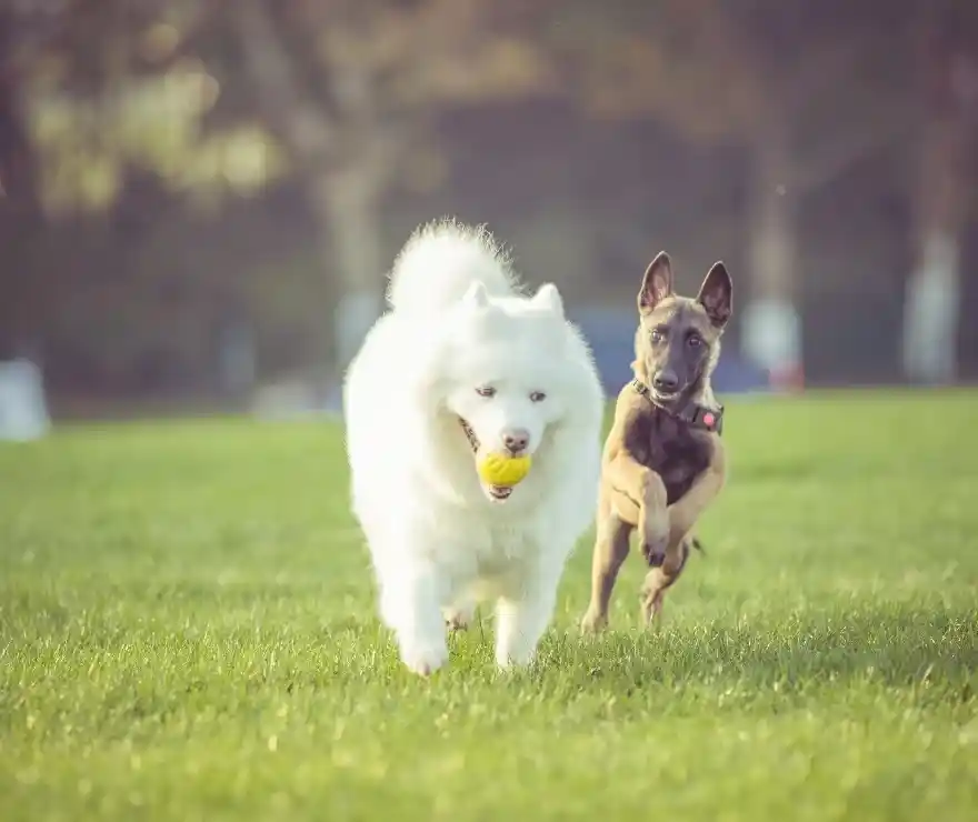 Urbanrise Opus 96 Pet Park